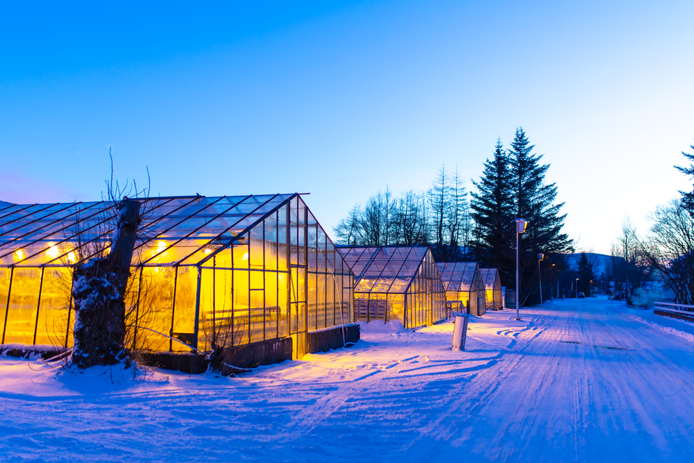 greenhouse tents protecting growing plants in the winter
