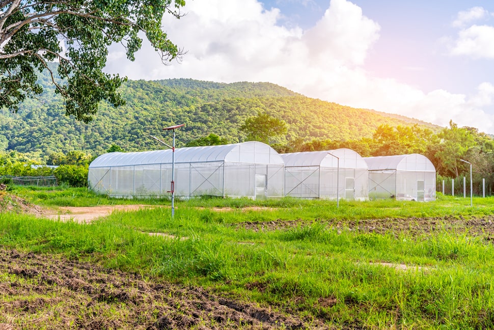 tents used for agriculture in a field near mountains