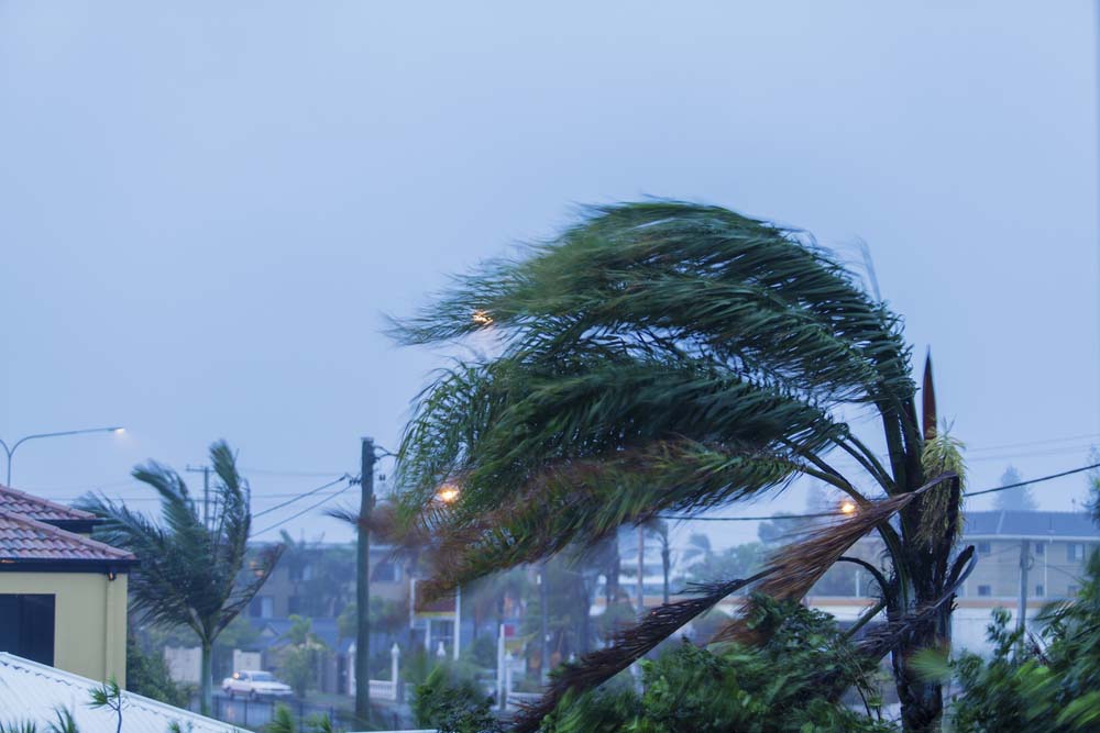 a hurricane blowing a palm tree