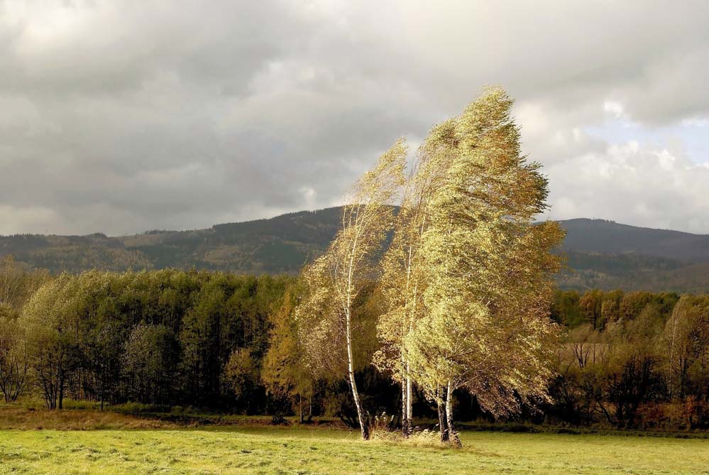 trees swaying in a strong wind